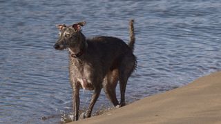 Lurcher type dog plays in sand
