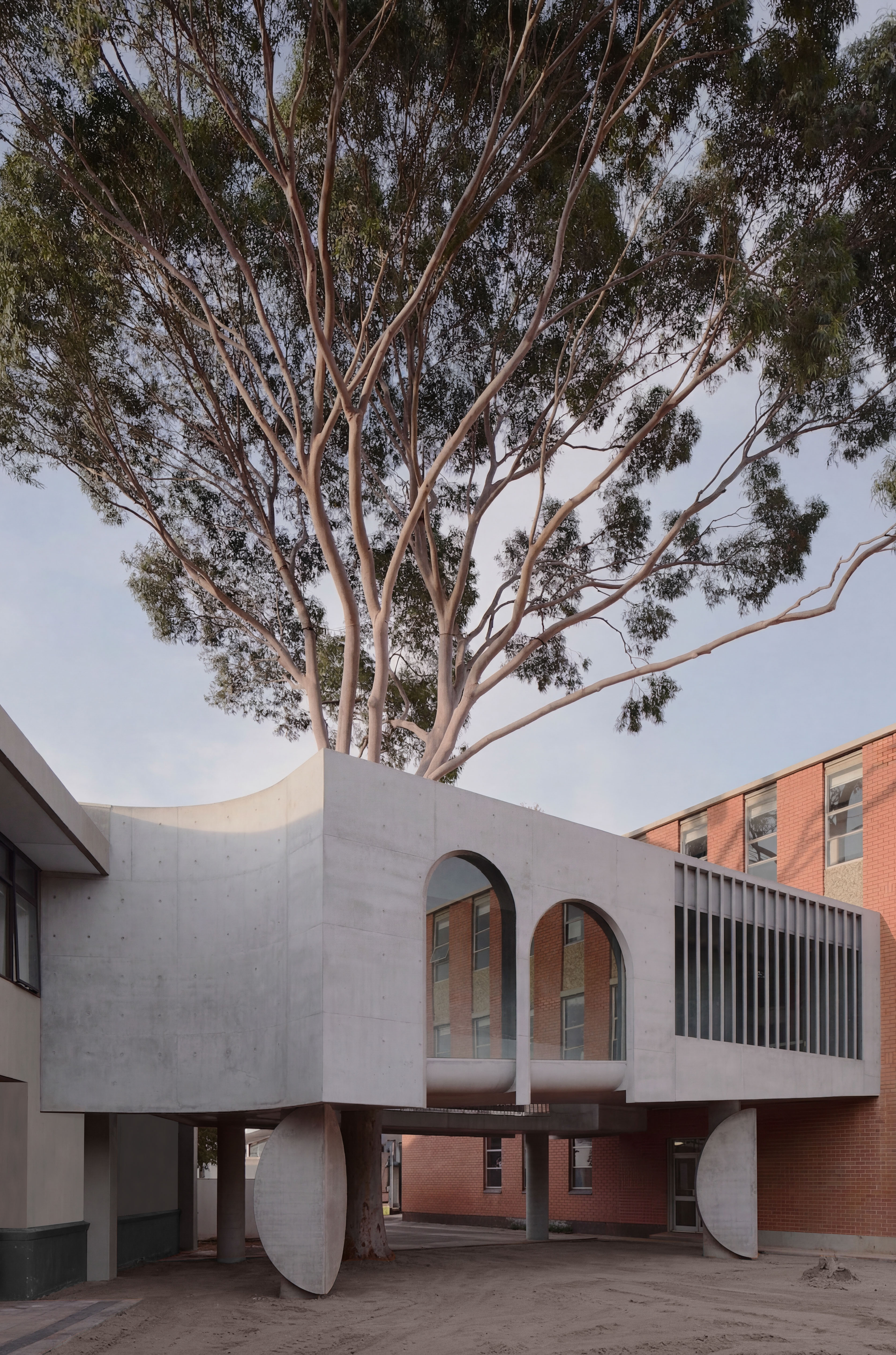 Gallery for a gum tree