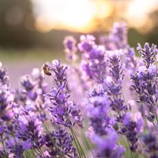 Bee on lavender herb plant