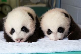 These adorable panda cubs were born at Zoo Atlanta on July 15, 2013.