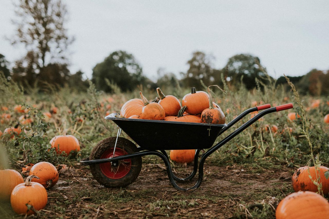 Pumpkins in a wheelbarrow at a pumpkin picking patch on a blog article for autumn activities.