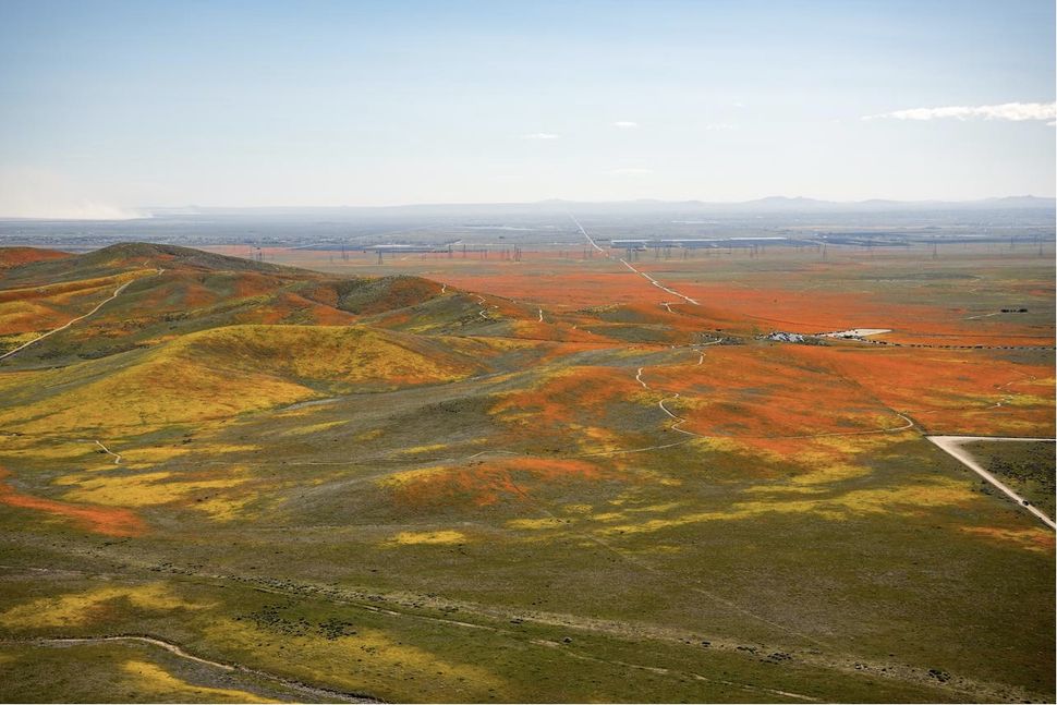 Orange Lush: California's 'Superbloom' Wows from the Air