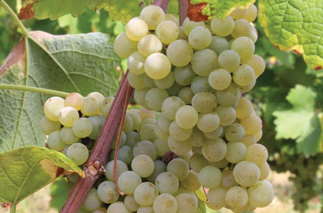 Flor&amp;eacute;al grapes