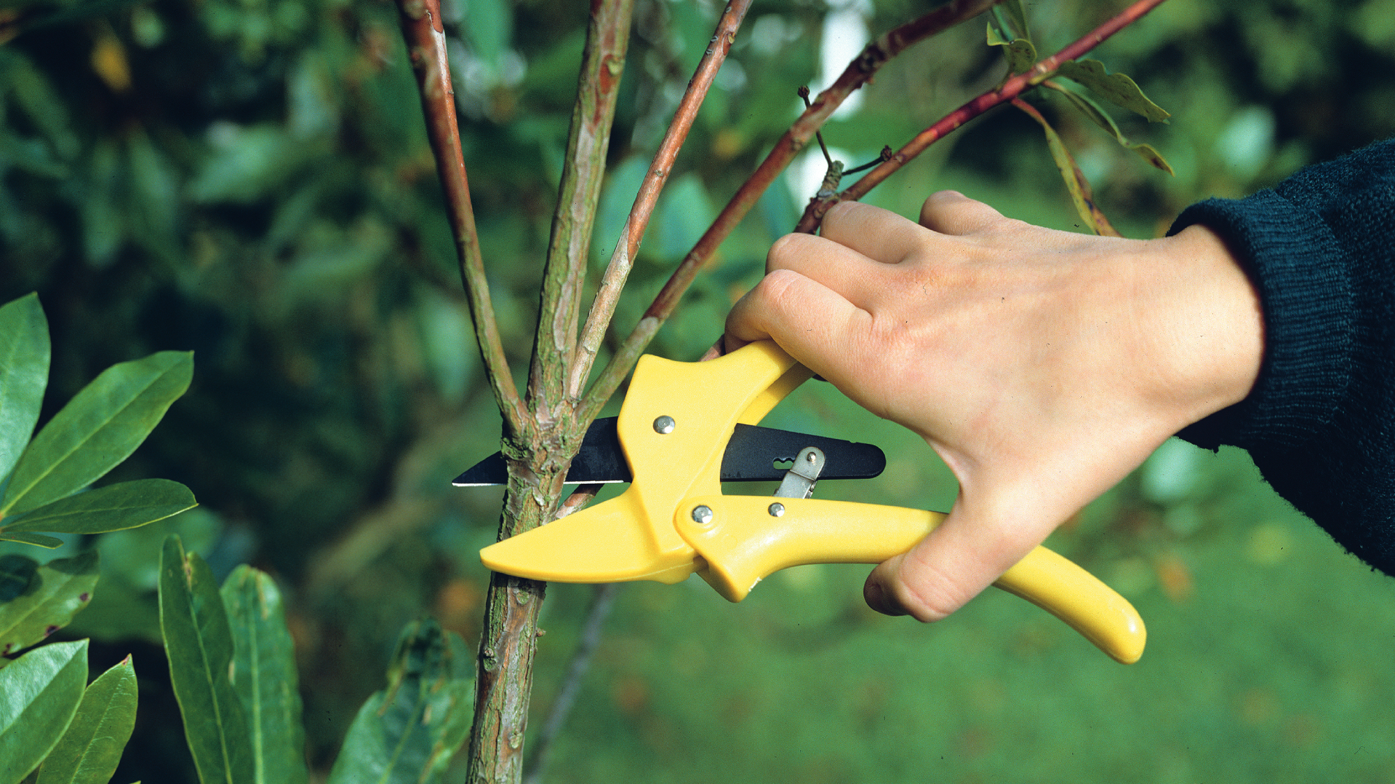 hand with yellow hand pruners pruning stem in garden