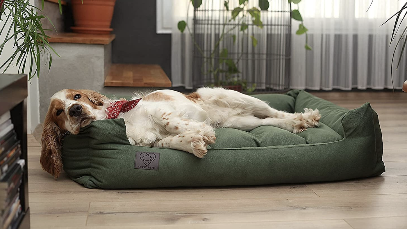 Spaniel relaxing on green dog bed