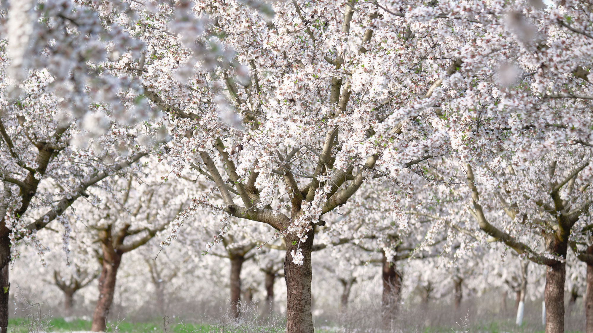 white flowering almond trees in garden with shimmering blossoms