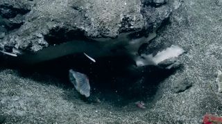 The scientists aboard the research vessel Nautilus saw animals swimming and drifting through the methane bubbles streaming from the seafloor in the Cascadia margin near Oregon and Washington.