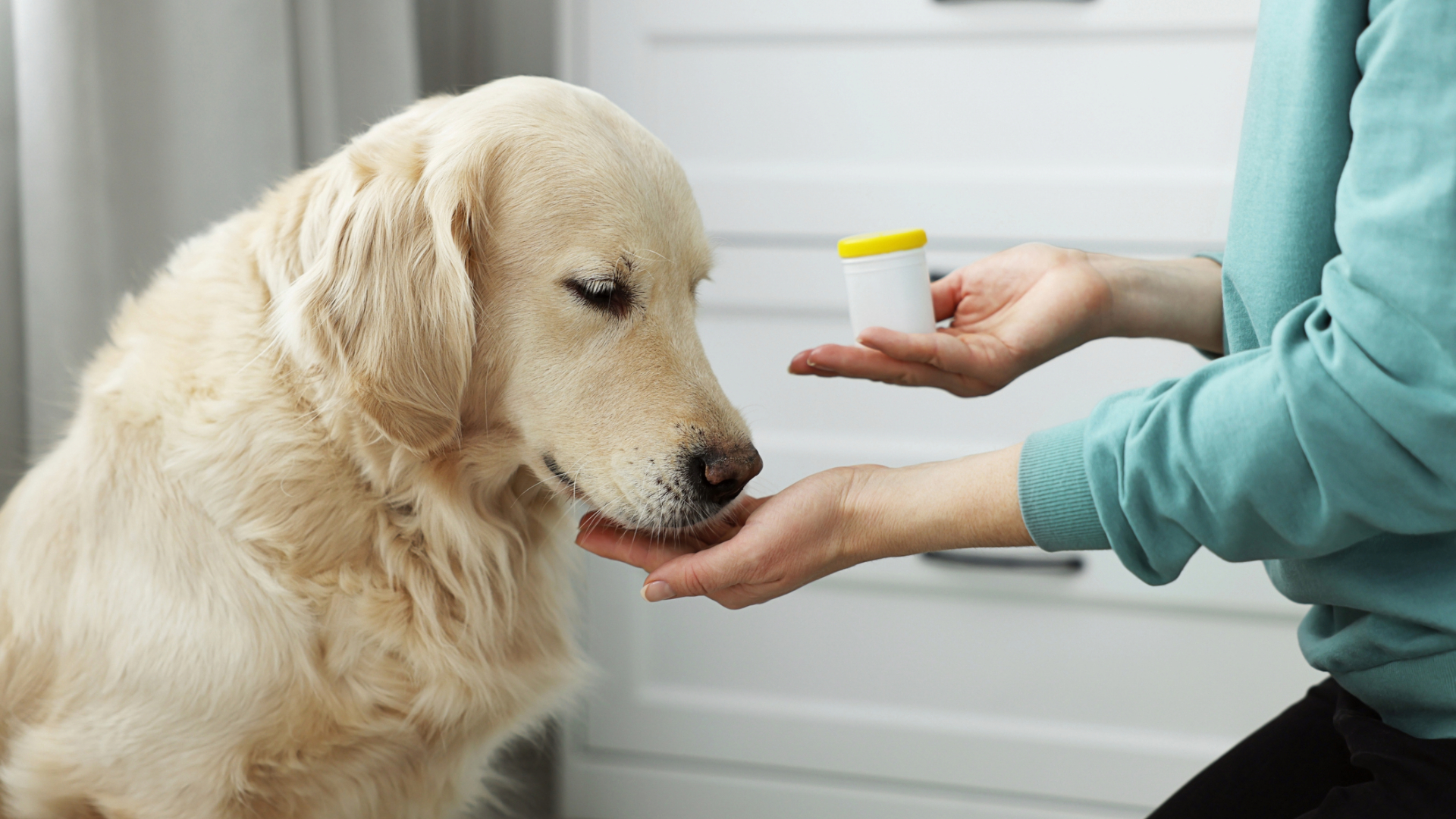 An owner giving their dog some medication