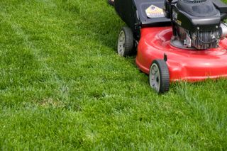 how to plant grass seed: red lawn mower