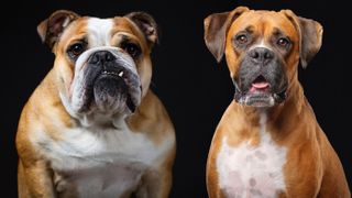 English Bulldog vs Boxer on black background