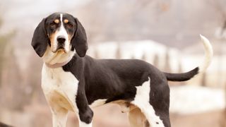 Close up of Treeing Walker Coonhound