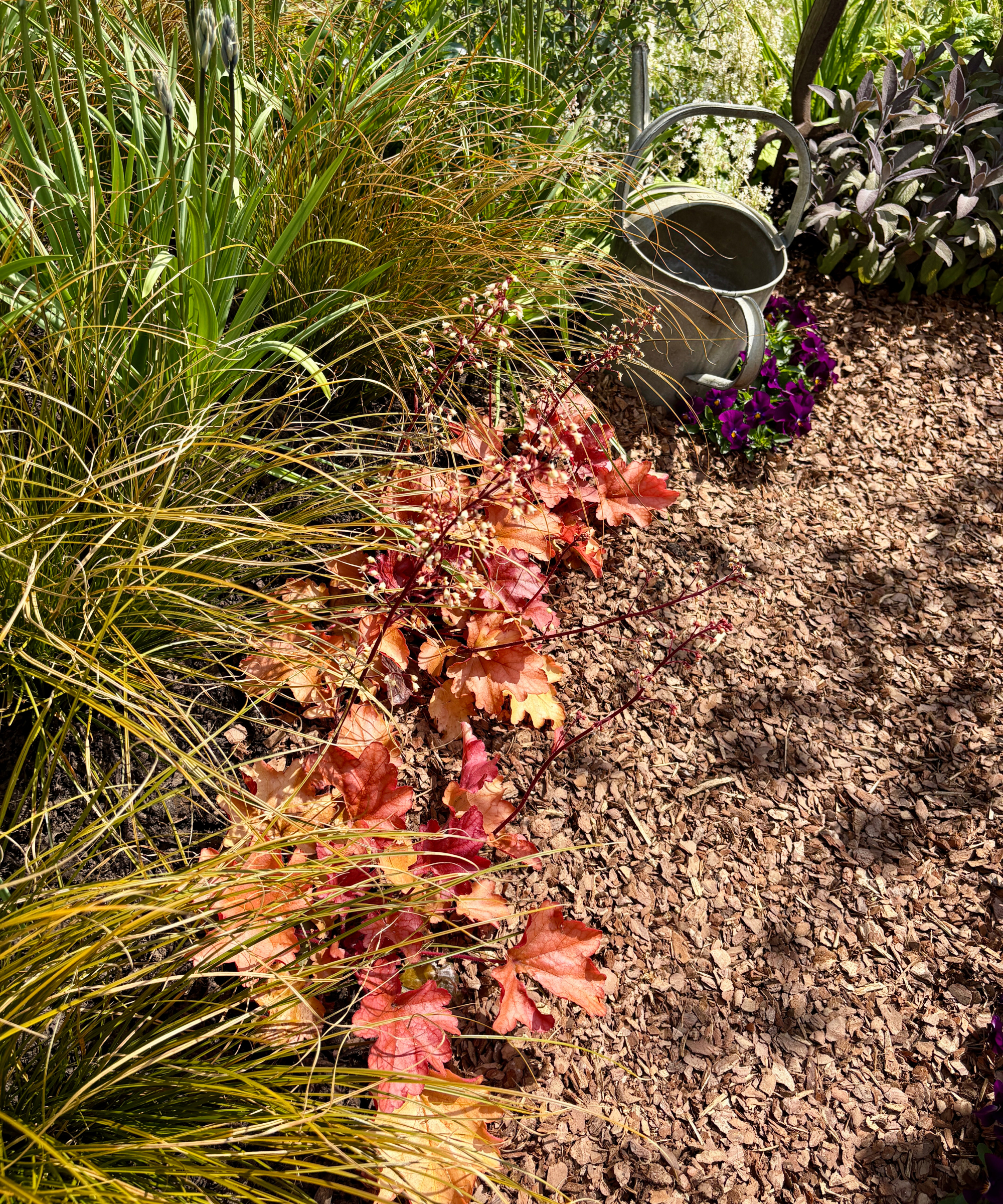 heuchera growing as a path edging
