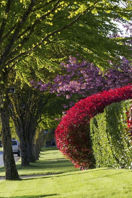 Red Tip Photinia Shrubs Alongside Green Shrubs