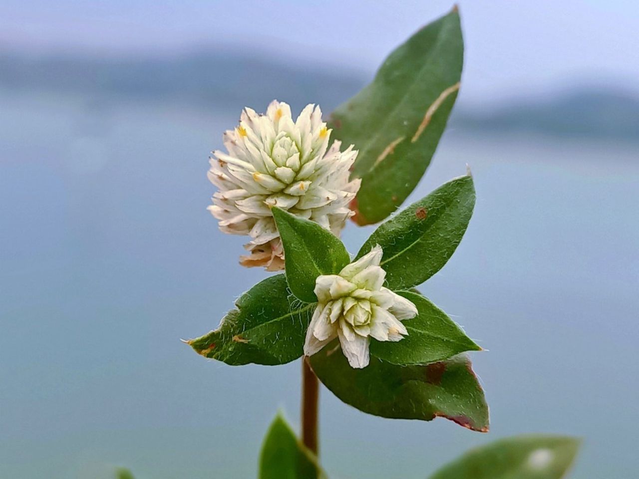 White Alligatorweed