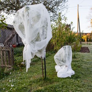 Horticultural fleece covering tree and shrub in frosty winter garden