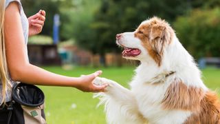 Australian shepherd dog giving paw