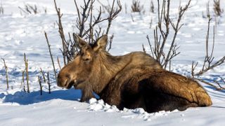 Moose resting in snow