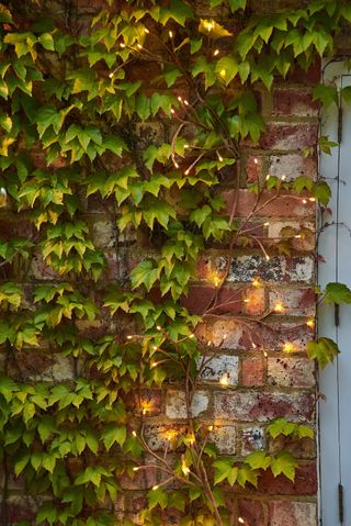 solar garden lights trailed through climbing ivy on a wall