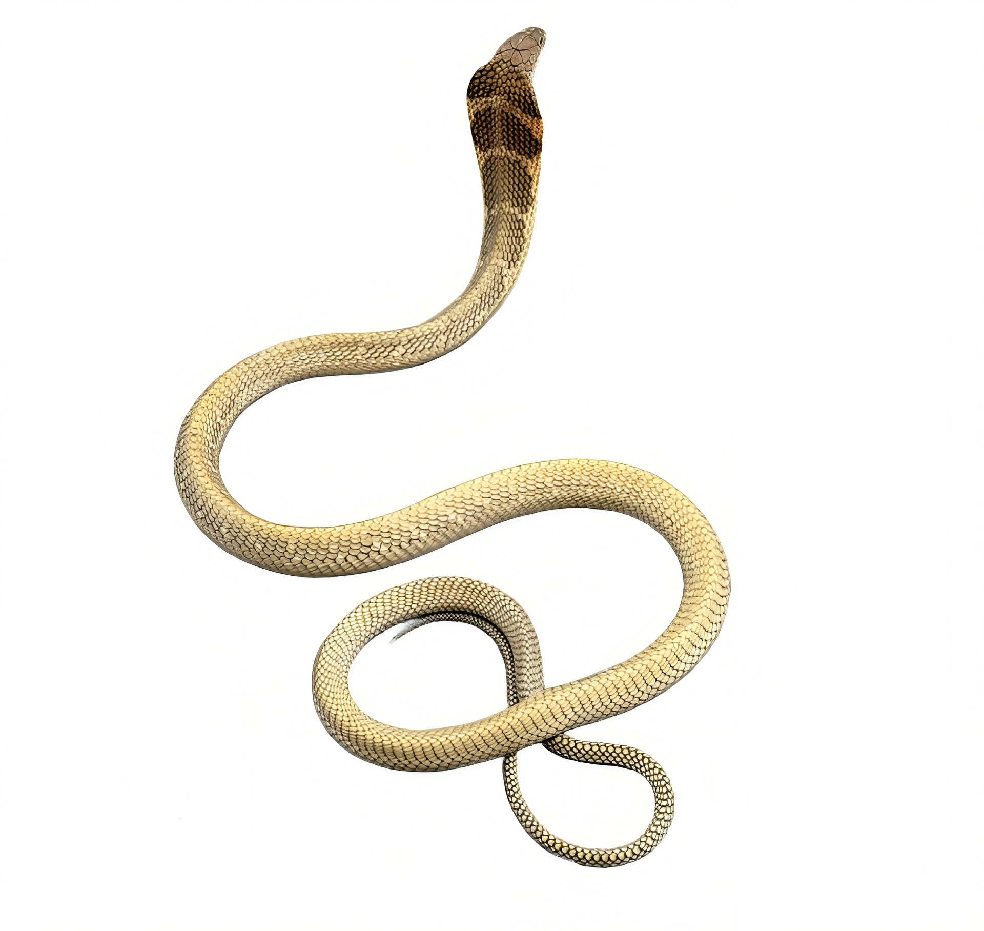 King cobra snake species, O. bangarus.