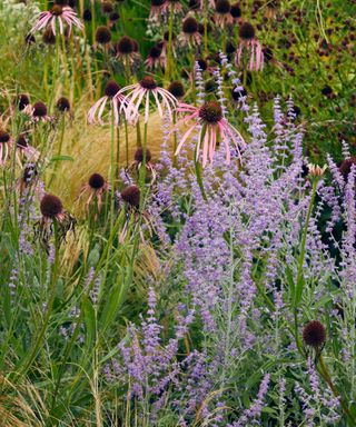 prairie planting with grasses and perennials