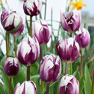 Tulip Blueberry Ripple Bulbs Hardy Scented Two Tone Spring Garden Flowers Big Impact Plant, 16 X Tulip Blueberry Ripple Bulbs by Thompson and Morgan