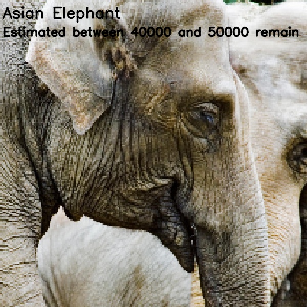 Pixelated images of endanger species