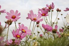 Monty Don's tender annuals tips