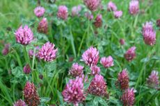 Red Clover Weeds Growing In The Lawn