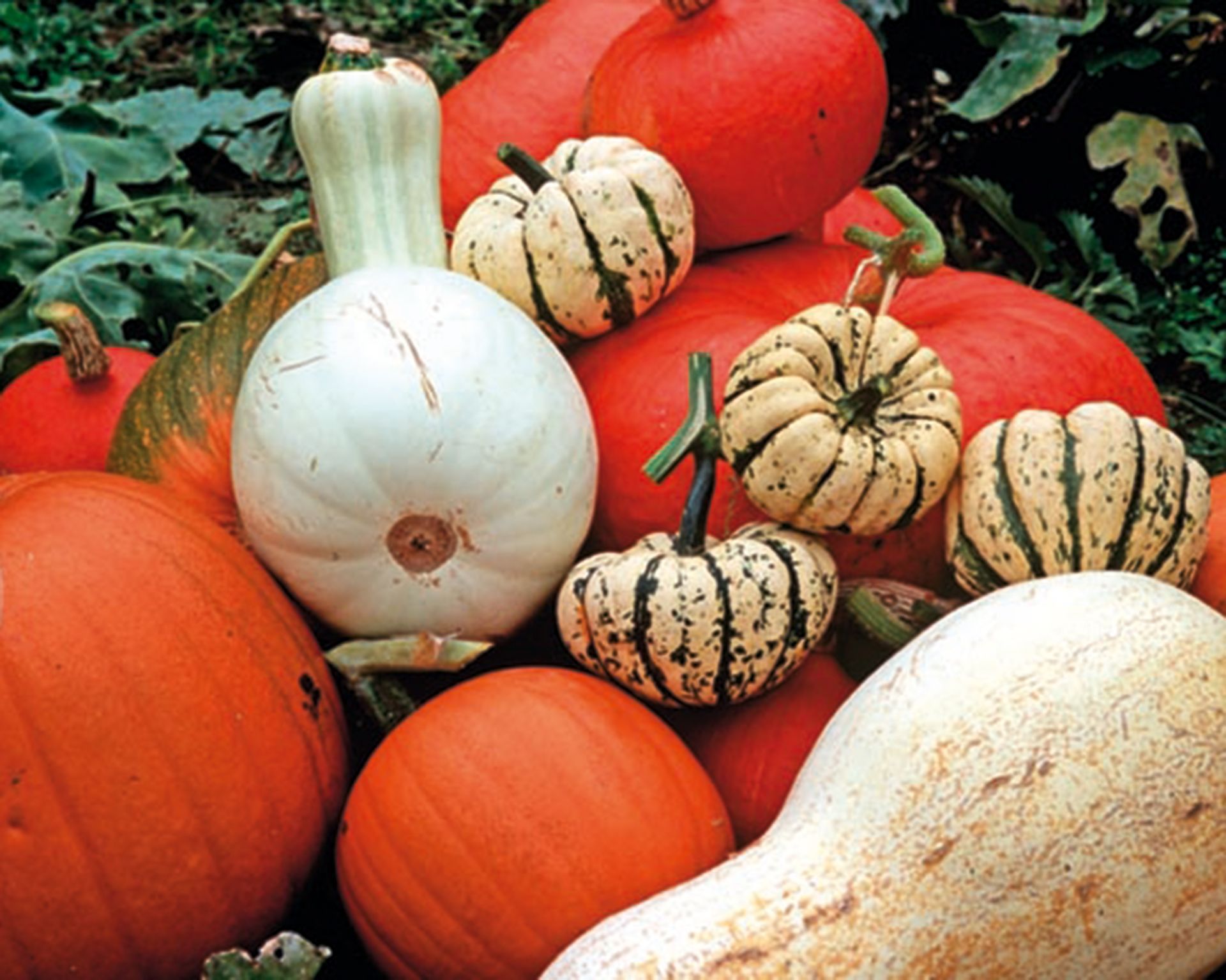 How and when to harvest winter squash top tips for picking Gardeningetc