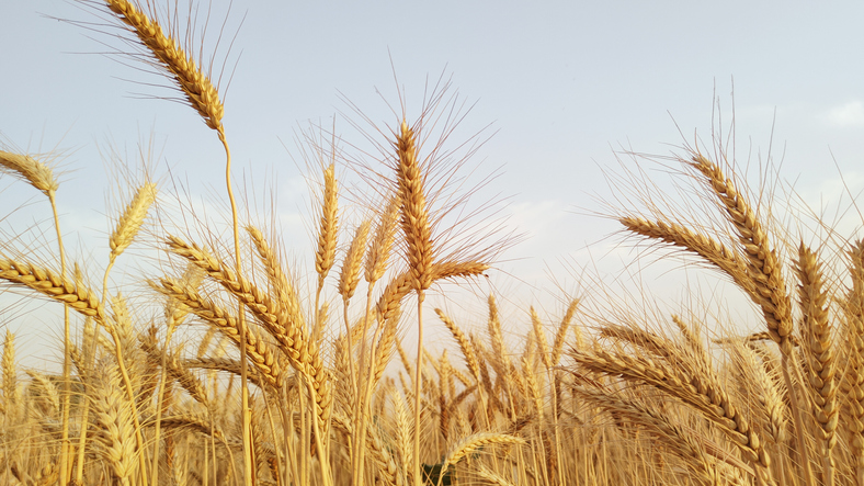 Direxion Auspice Broad Commodity Strategy ETF