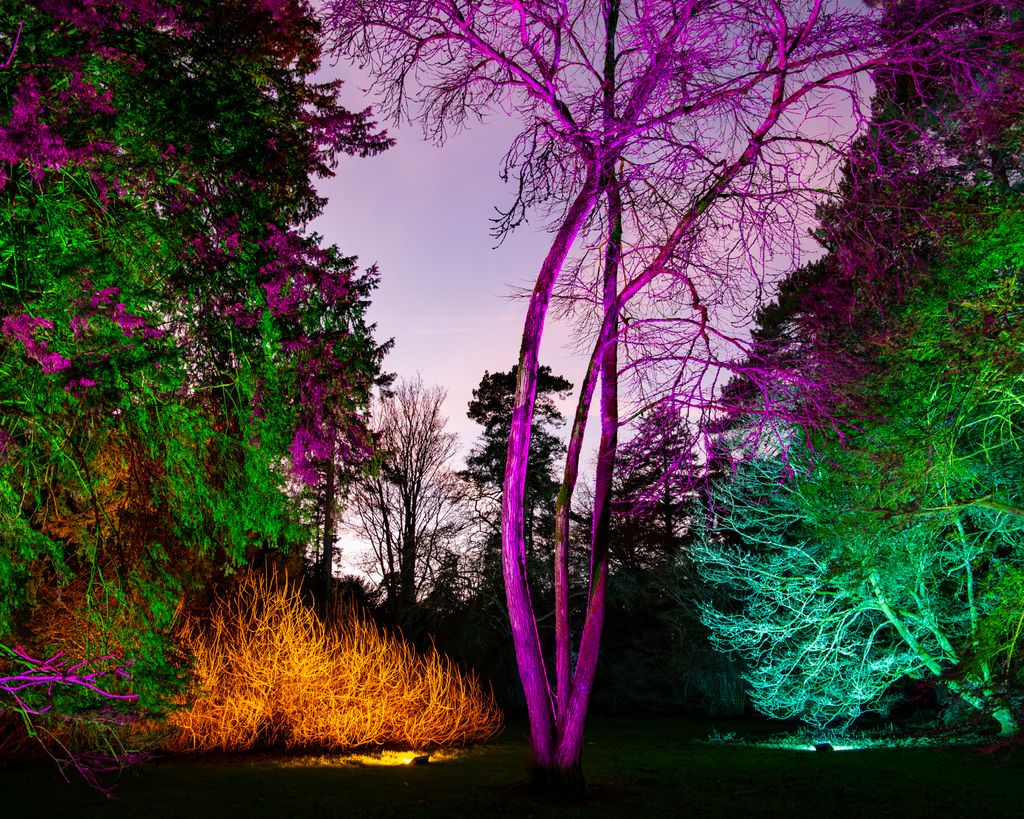 How to Uplight Trees for the Holidays & Add Drama Year-Round