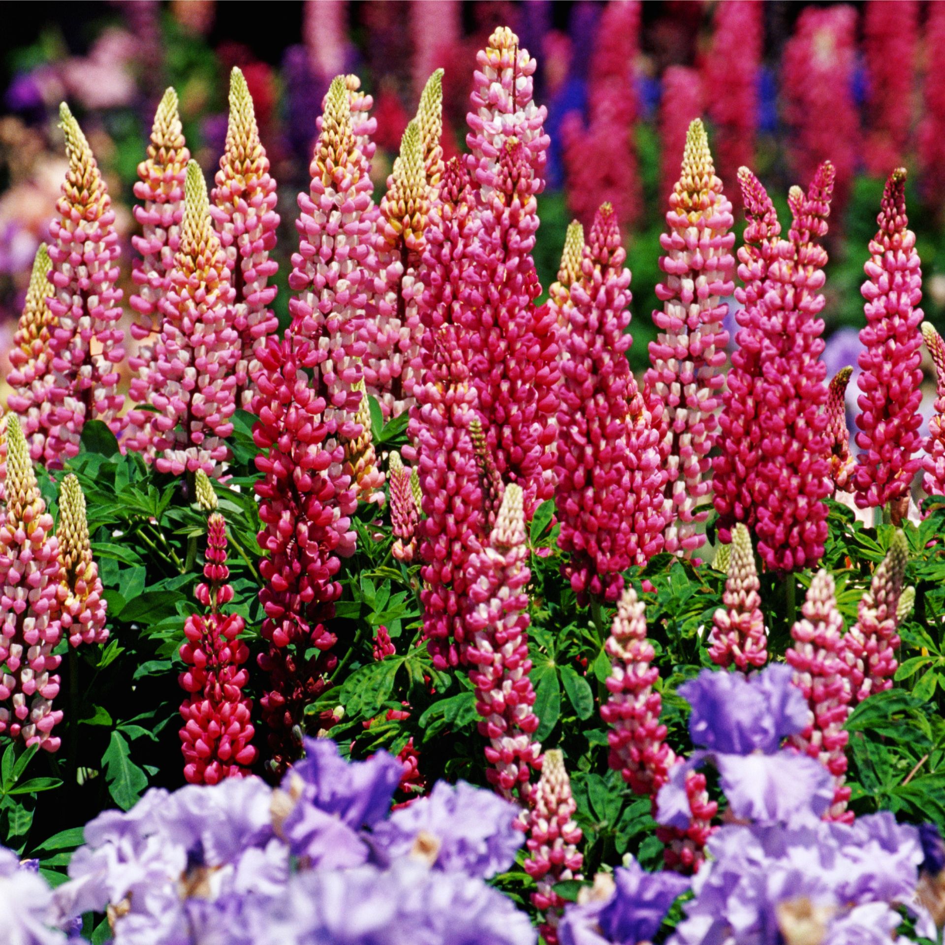 garden full of pink lupines and purple irises