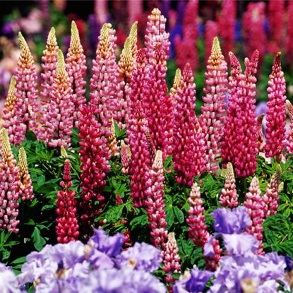 garden full of pink lupines and purple irises 