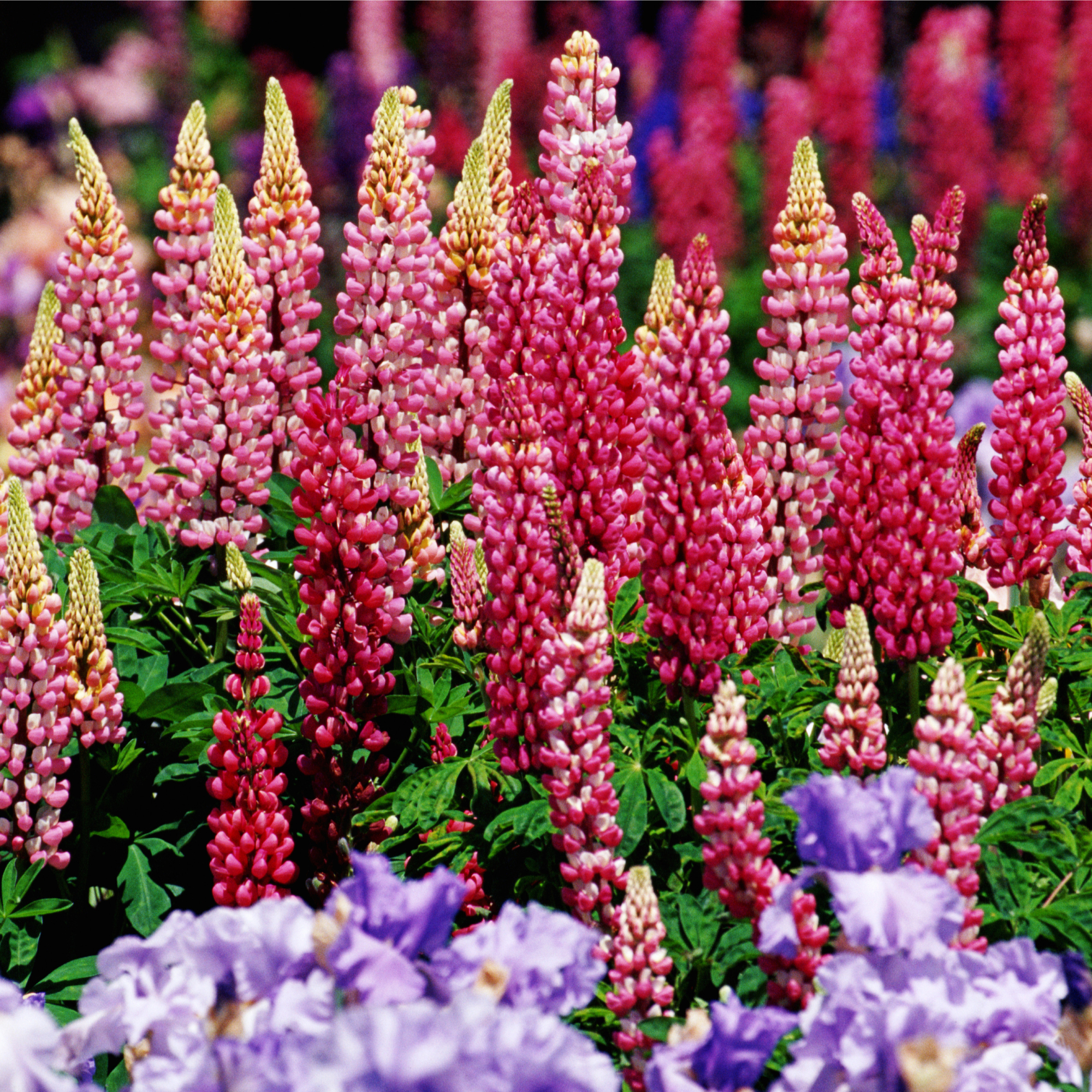 garden full of pink lupines and purple irises 