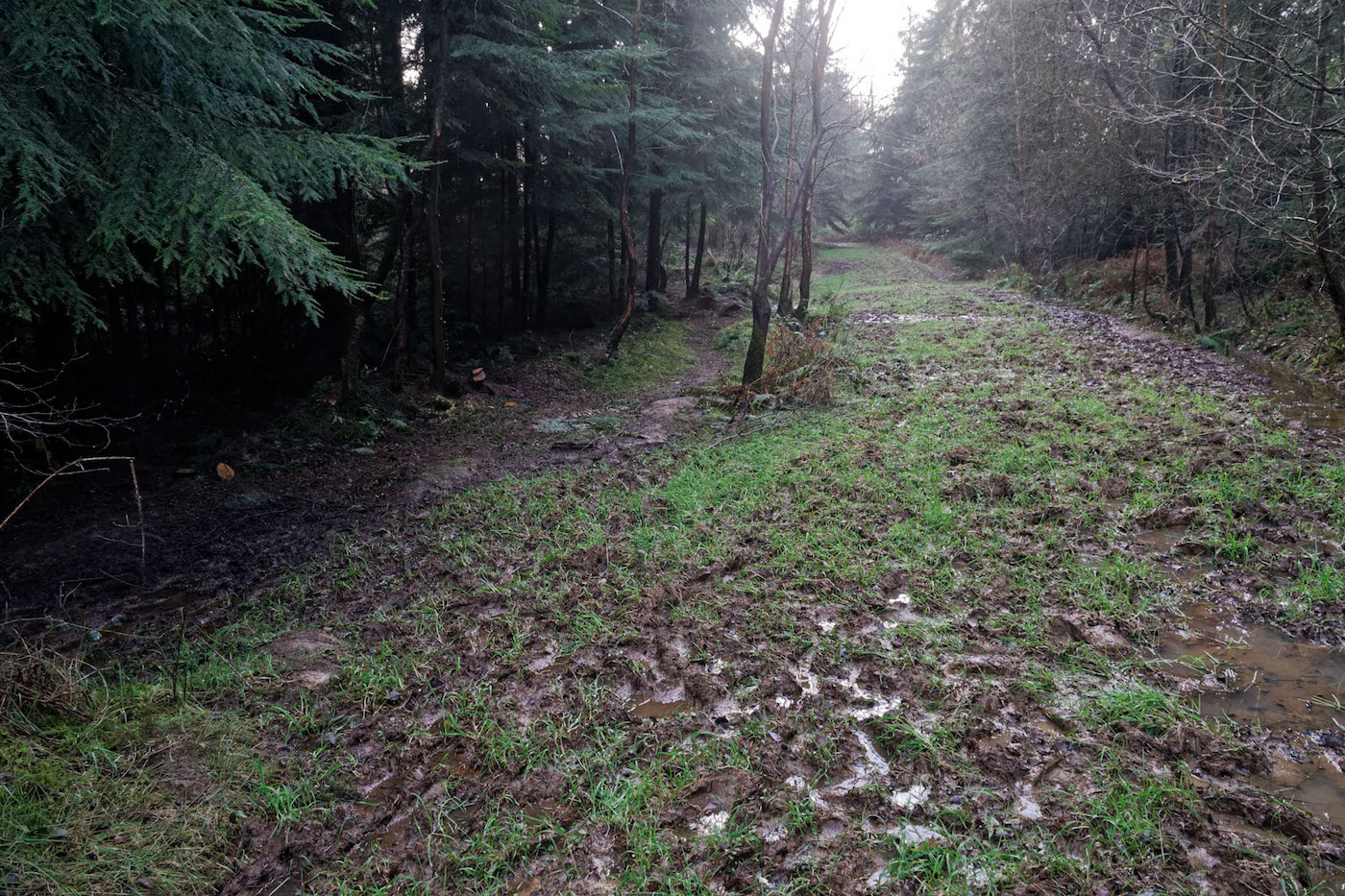 Before - Queens Copse Bridleway March 2018[3] copy