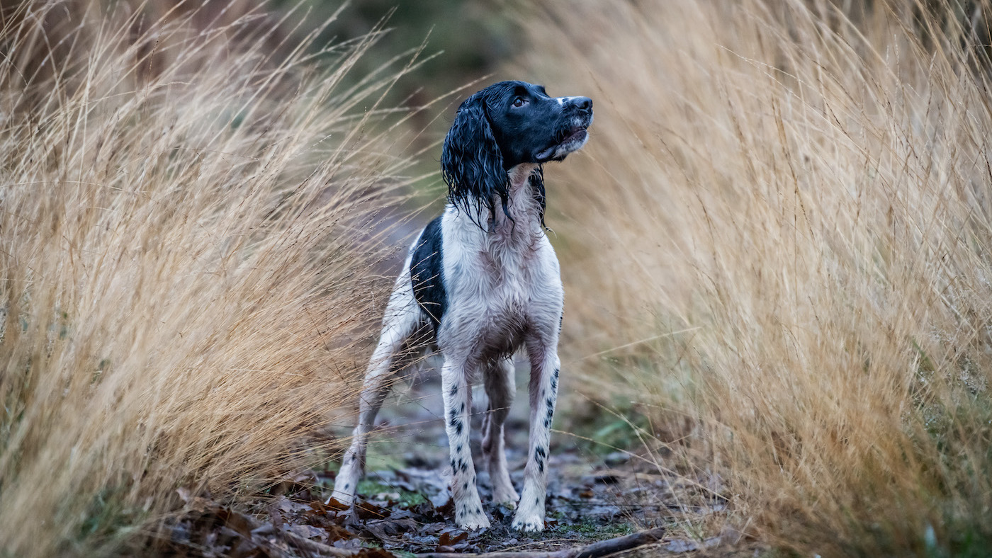 Springer spaniel