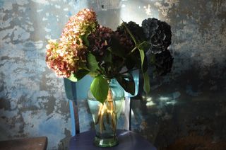 hydrangeas in a vase