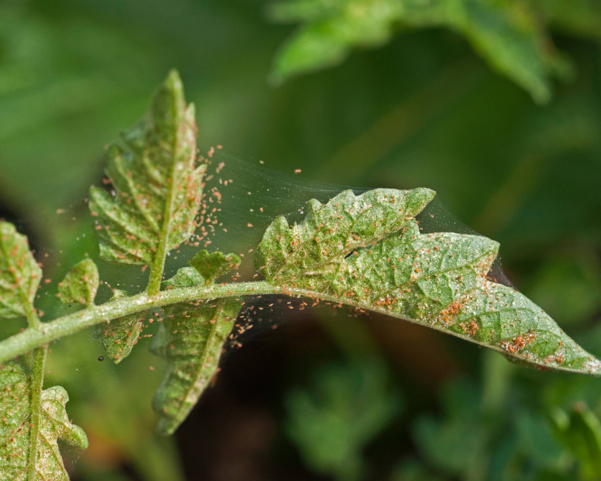 Spider mites on tomato leaves