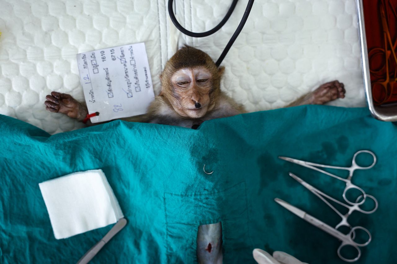 A winning image from the World Press Photo awards