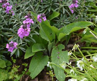 Comfrey plant growing among other plants in a border
