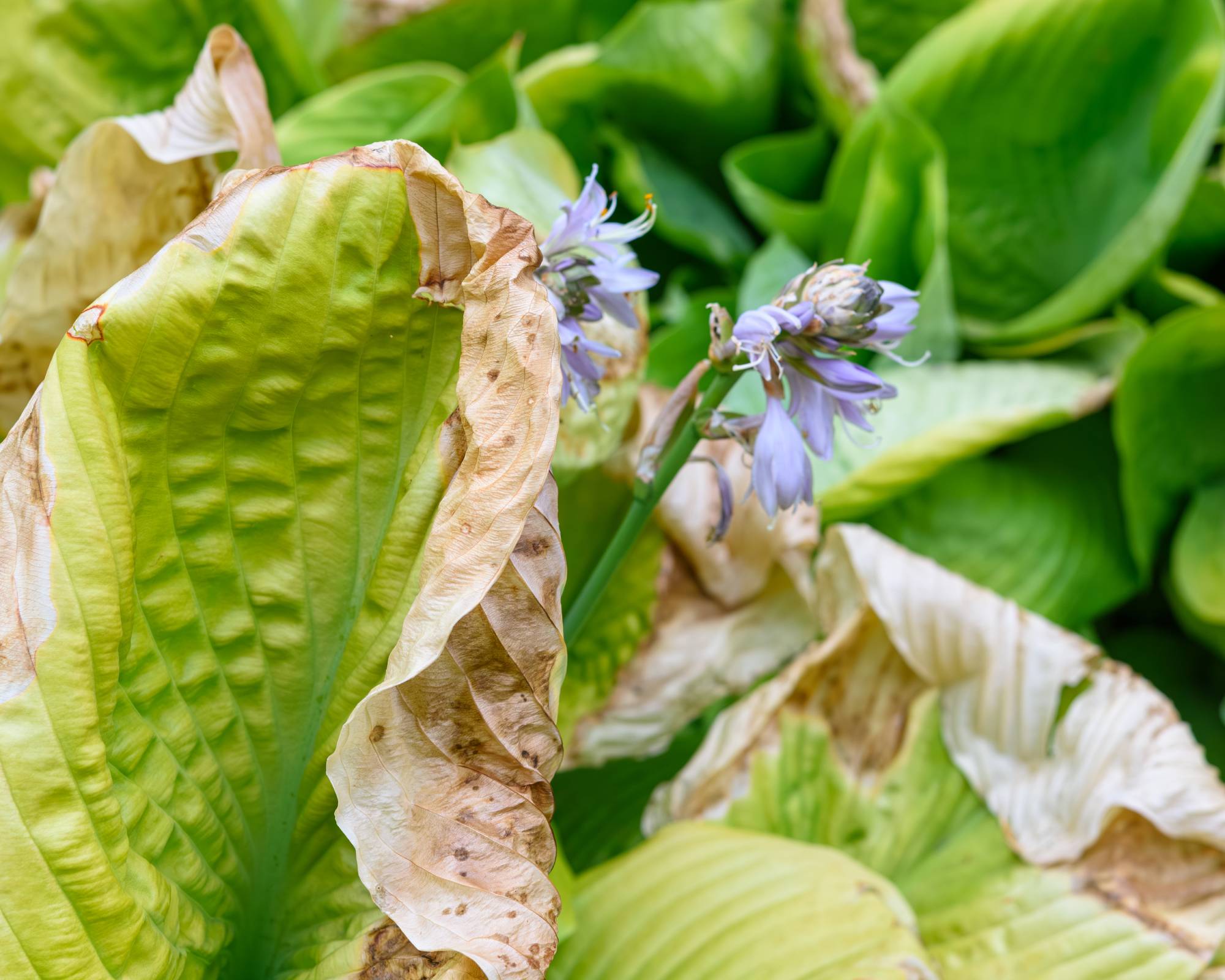 Brown leaves on hosta