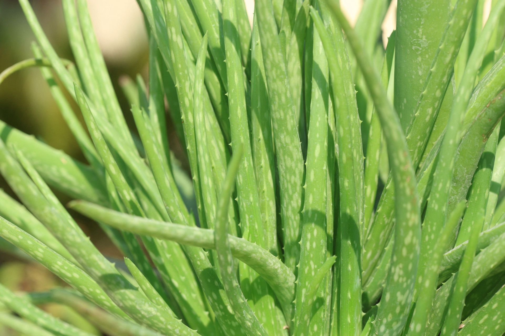 Close up of aloe vera plants