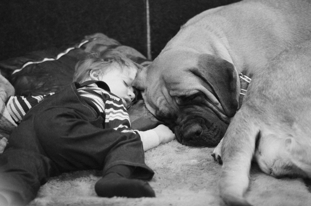 Toddler Matthew Bishop sleeps beside his old English Mastiff Gilda in a stall at the Westminster Kennel Club show in New York.