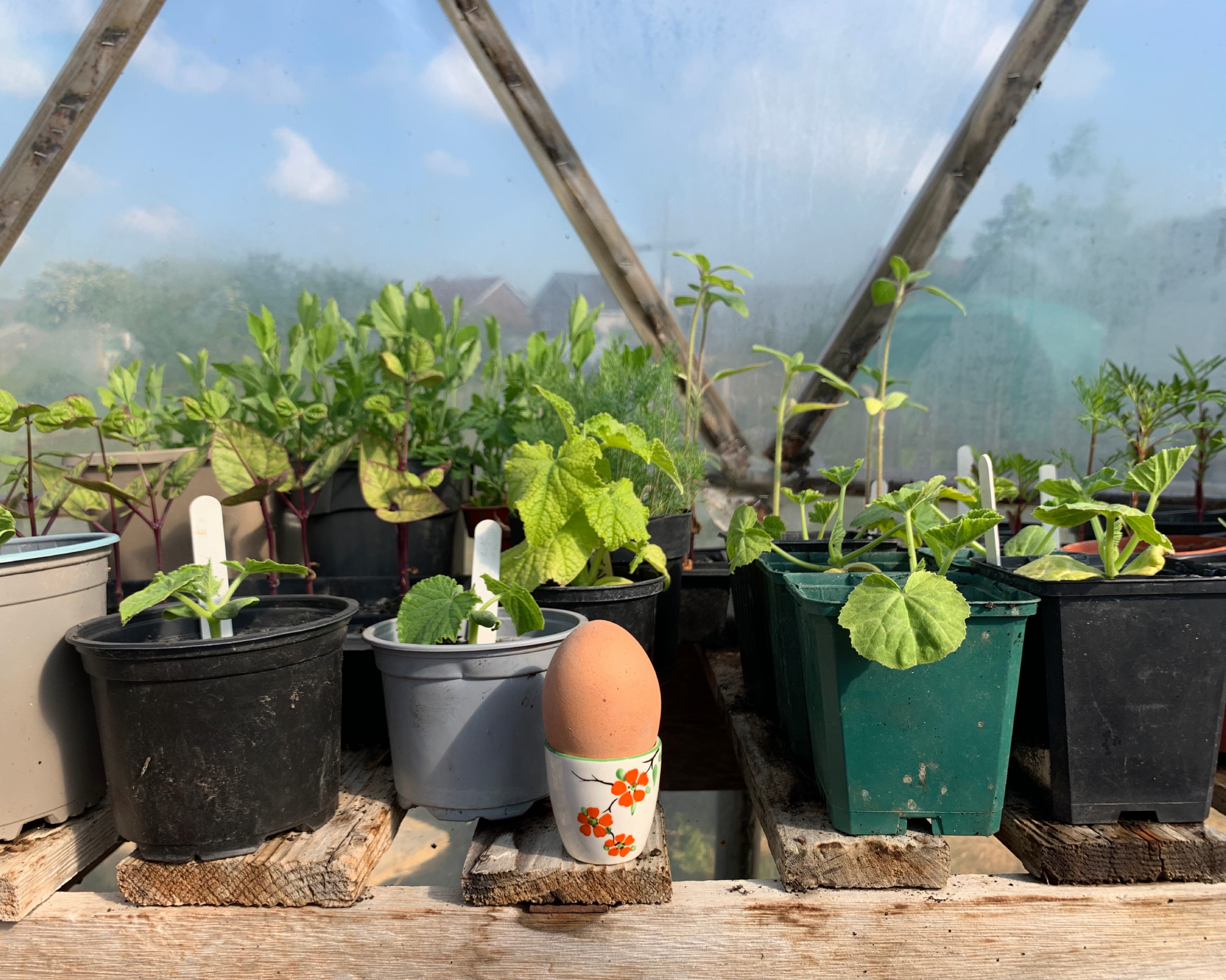 breakfast in the greenhouse