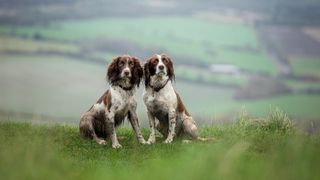 2 spaniels in hilly landscape