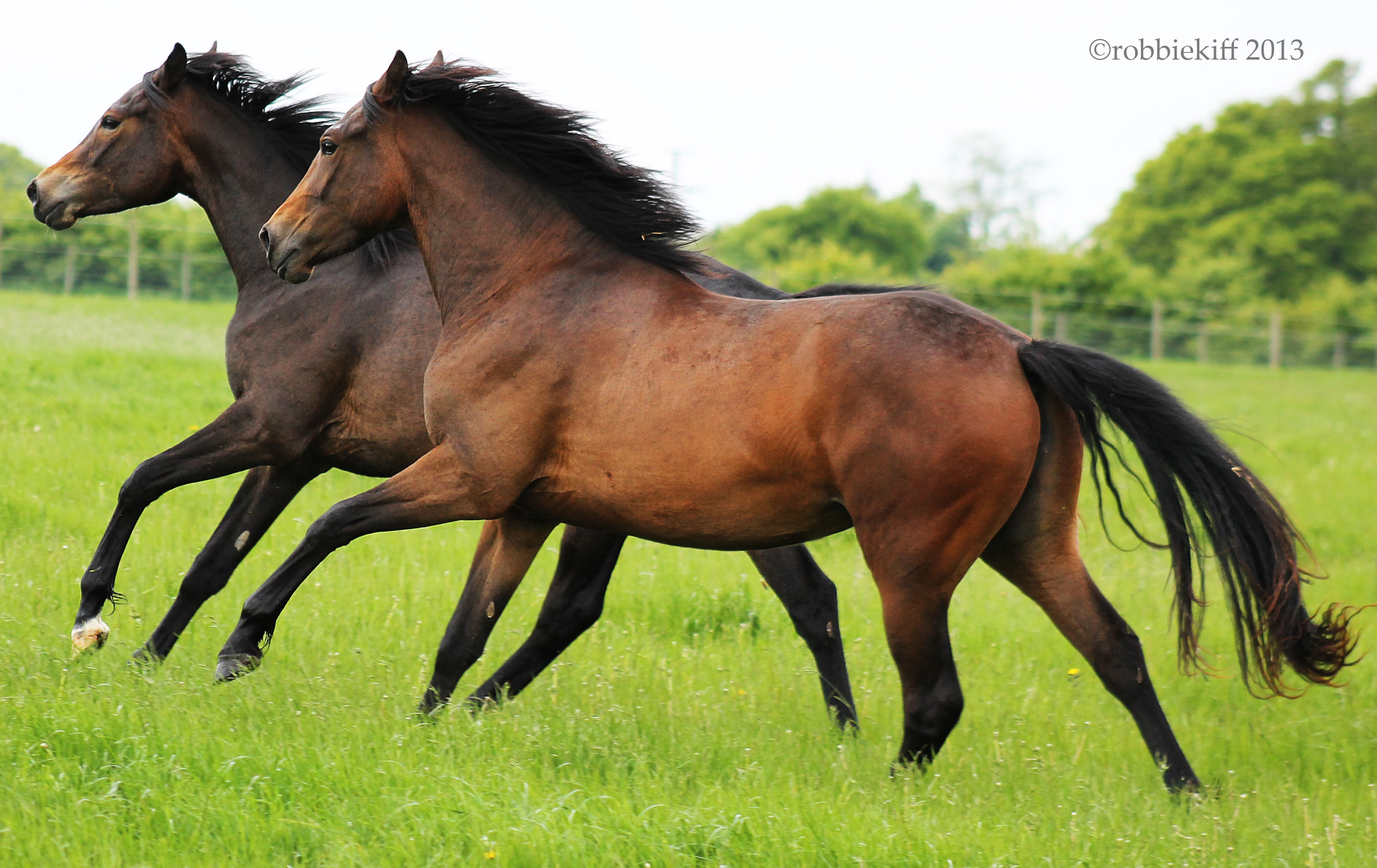 2 Brown horses running