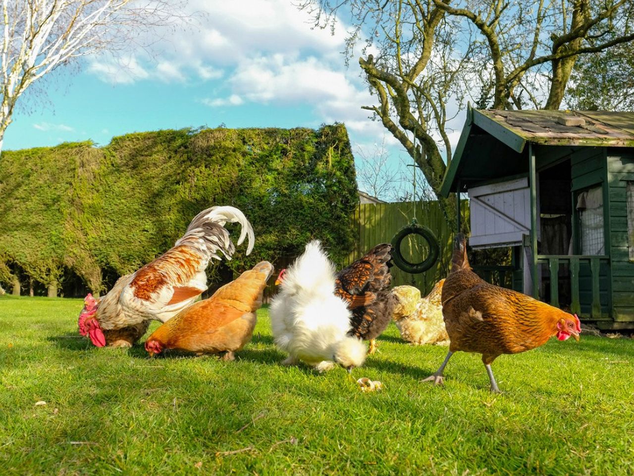 Hens And Chickens In A Yard