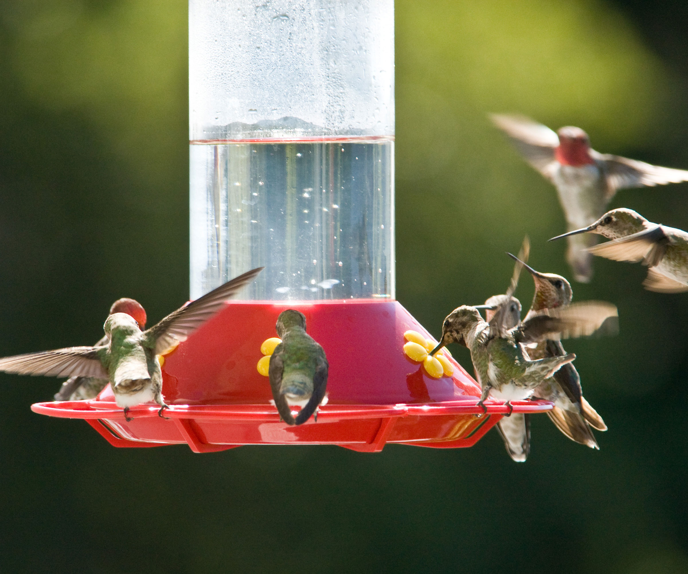 group of hummingbirds feeding from a red hummingbird feeder