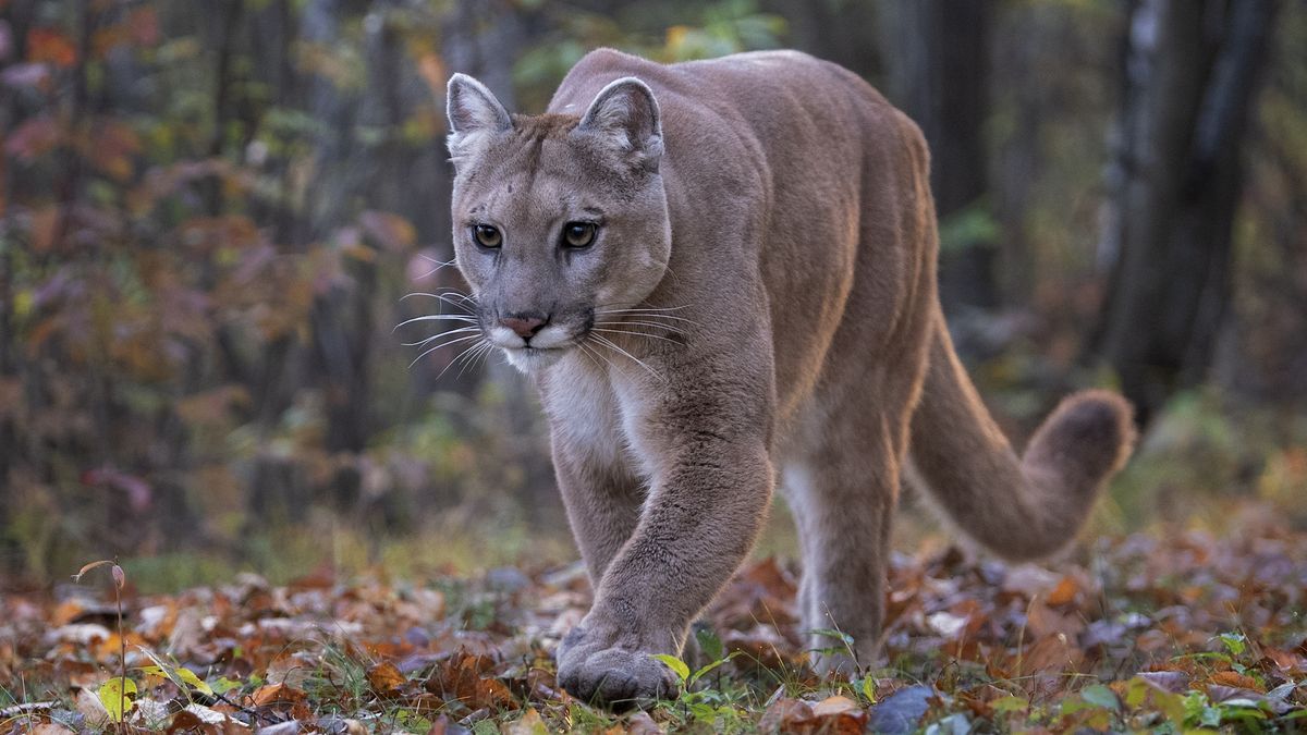 Cougar attacks five cyclists on Washington trail, one hospitalized ...