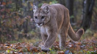 Mountain Lion / Cougar